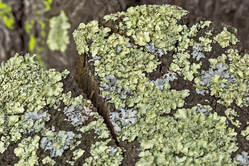The lichen Parmelia goat ( lat. Parmelia caperata (L.) As. )