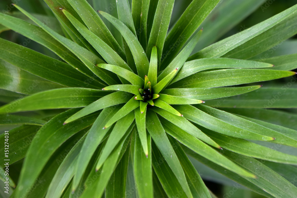 leaf leaf