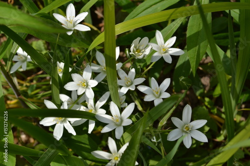 de gewone vogelmelk opent zijn bloemen voor de lentezon in de stadstuin