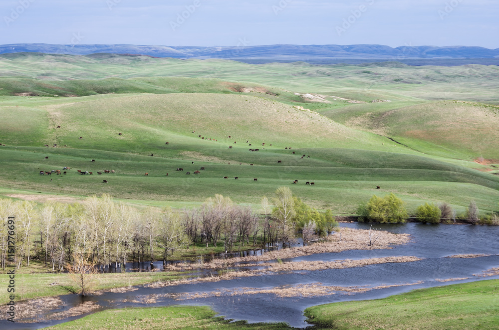 Hilly steppe in spring / Photographed in Russia, in the Orenburg region in Saraktashsky District
