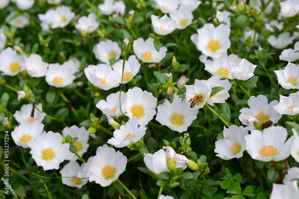 Fototapeta premium 花の蜜を吸うハチ