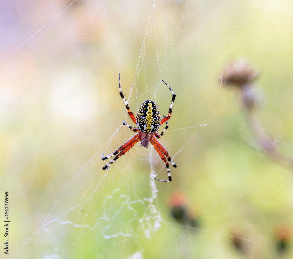 Banded garden or golden orb weaver spider. Yellow and black garden spider Mexico. Banded garden or golden orb weaver spider. Yellow and black garden spider Mexico.