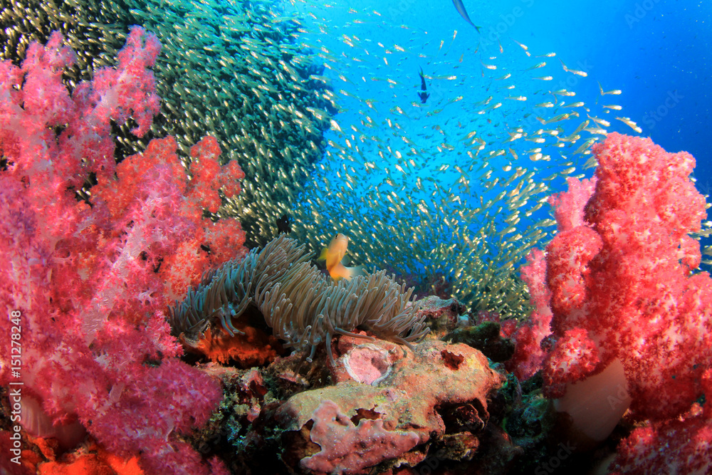 Naklejka premium Rafa koralowa i ryby pod wodą