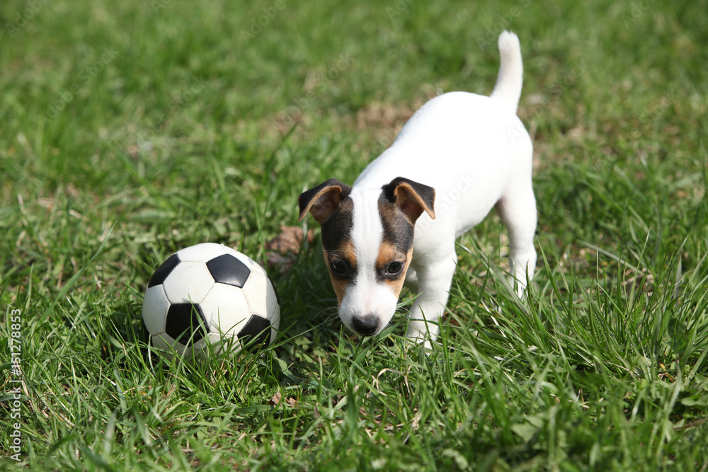 Fototapeta premium Jack russell terrier puppy playing