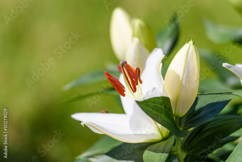 Close up on single, white lily blossom in the garden
