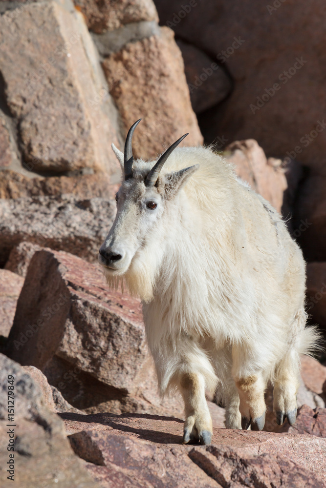 Wild Mountain Goats of the Colorado Rocky Mountains Wild Mountain Goats of the Colorado Rocky Mountains