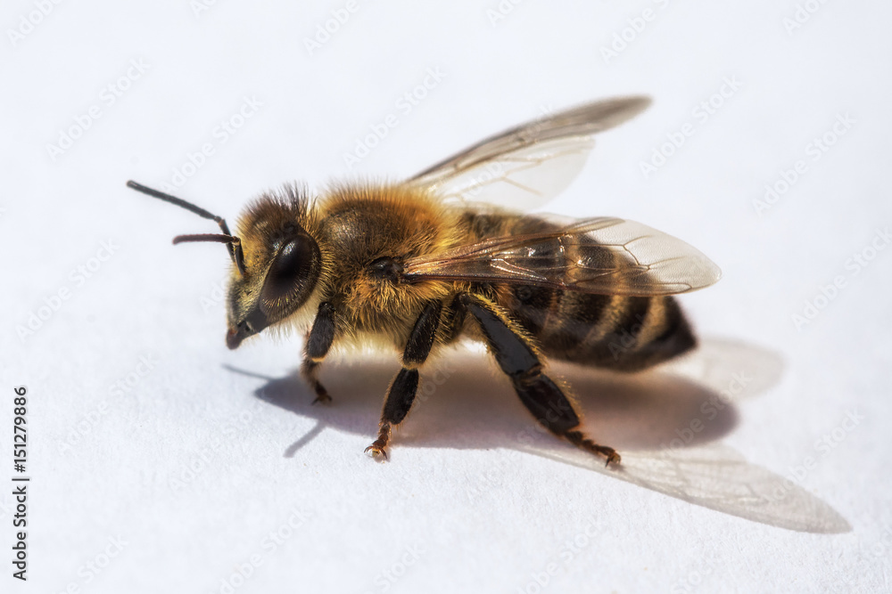 Macro image of a bee from a hive Macro image of a bee from a hive
