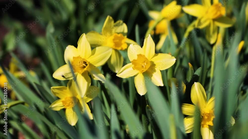 Yellow flowering daffodils rocking in the wind on a green background Yellow flowering daffodils rocking in the wind on a green background