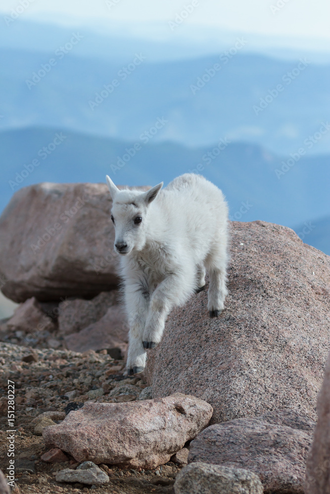Wild Mountain Goats of the Colorado Rocky Mountains Wild Mountain Goats of the Colorado Rocky Mountains