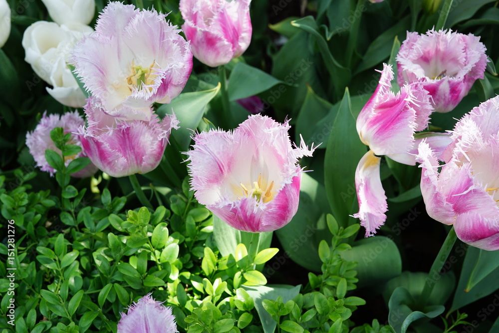Fototapeta premium pink fringed tulip, cut edged, jagged edges