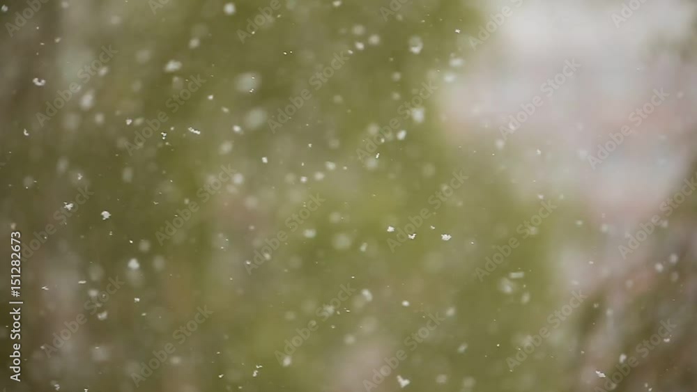 Video snow falls on trees and leaves in spring Video snow falls on trees and leaves in spring