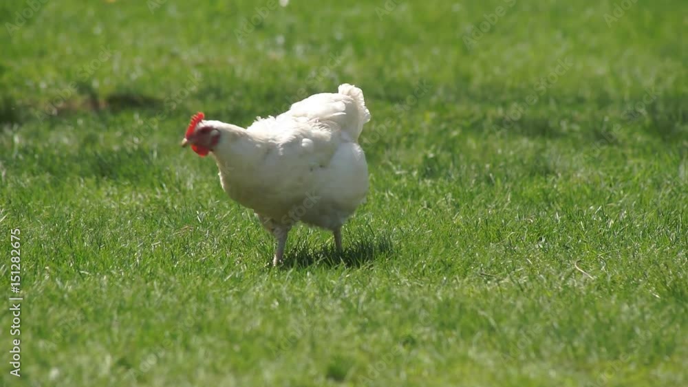 Chicken on the Green Meadow Live hens eat green grass on a meadow Chicken on the Green Meadow Live hens eat green grass on a meadow