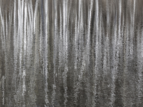 Birch trees reflected in the water