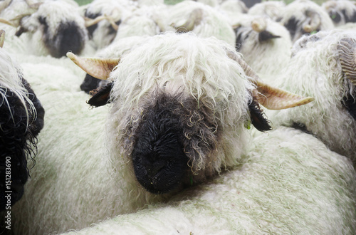 Close up head of Valais Blacknose Sheep herd at Zermatt, Switzerland
