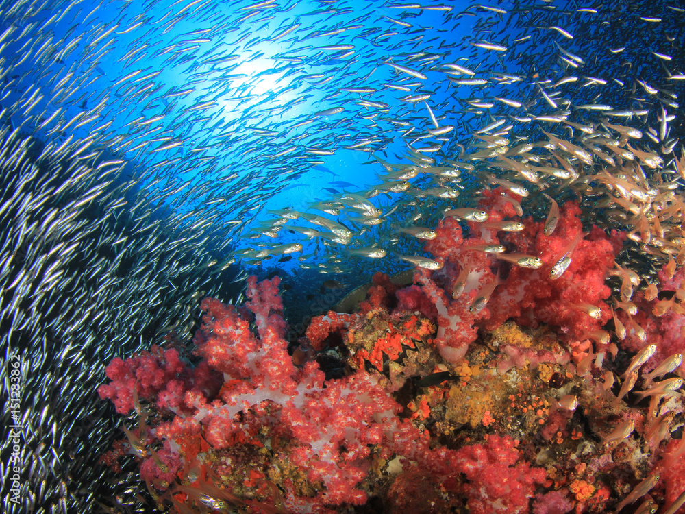 Obraz premium Coral reef and fish underwater