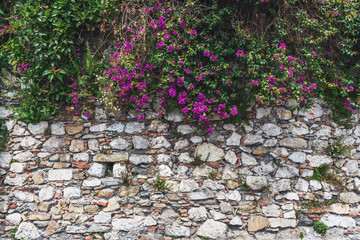 Purple flowers cascading over a stone wall