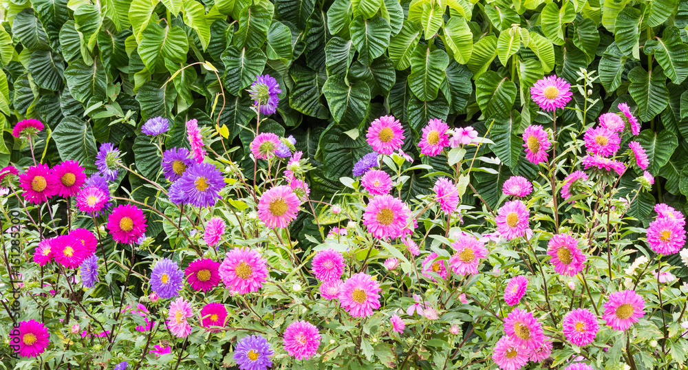 Fototapeta premium Fundo com flores.