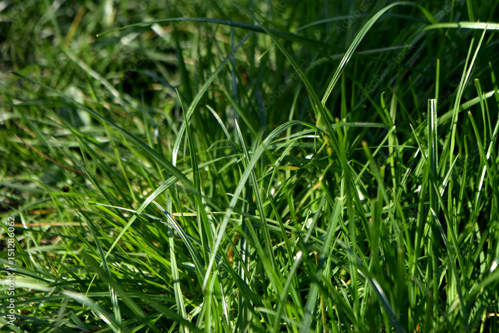 grass grass