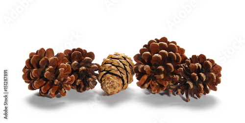 Pine cones isolated on white background © dule964