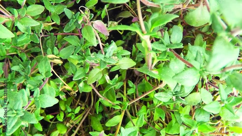 Thymian, Nahaufnahme mit Kamerafahrt Thymian, Nahaufnahme mit Kamerafahrt