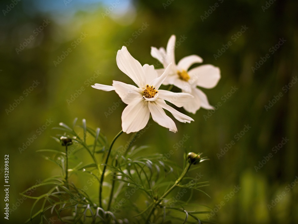 White Cosmos bipinnatus blooming in the garden White Cosmos bipinnatus blooming in the garden