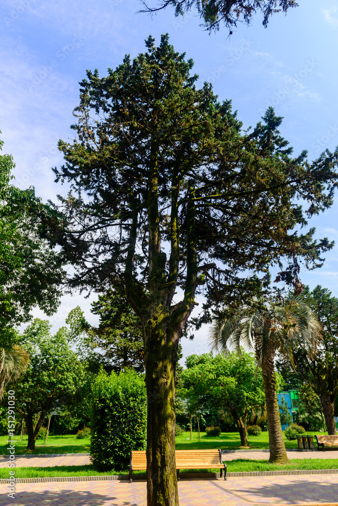 Pine tree in the tropical park