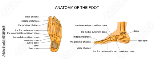 anatomy of a skeleton foot photo