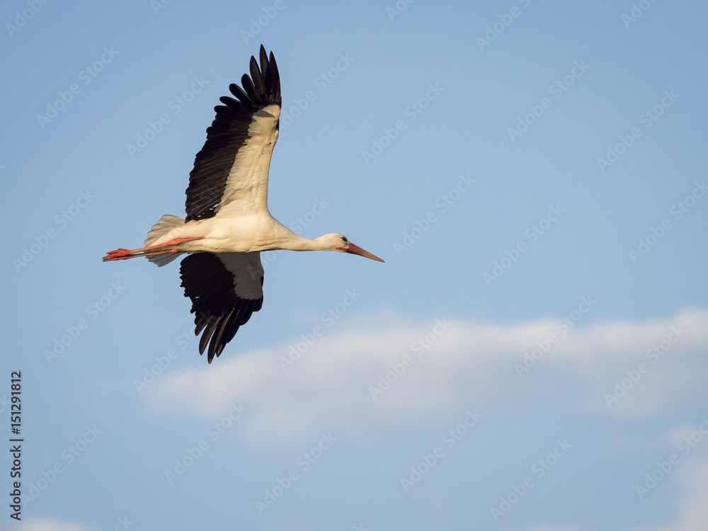 White stork (Ciconia ciconia) flying over the clouds against blue sky White stork (Ciconia ciconia) flying over the clouds against blue sky
