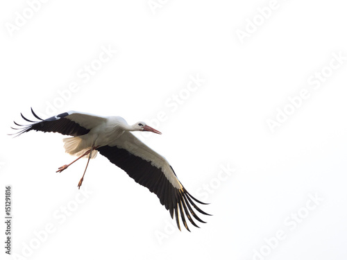 White stork (Ciconia ciconia) with large wings flying isolated on white background