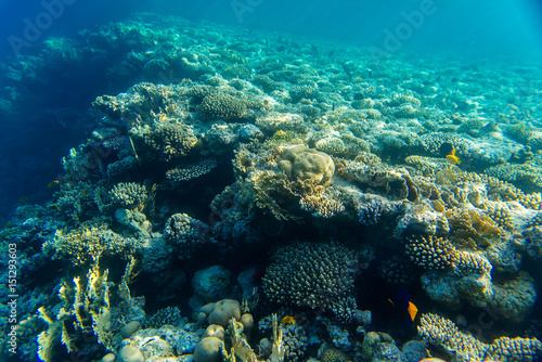 beautiful coral reef under water