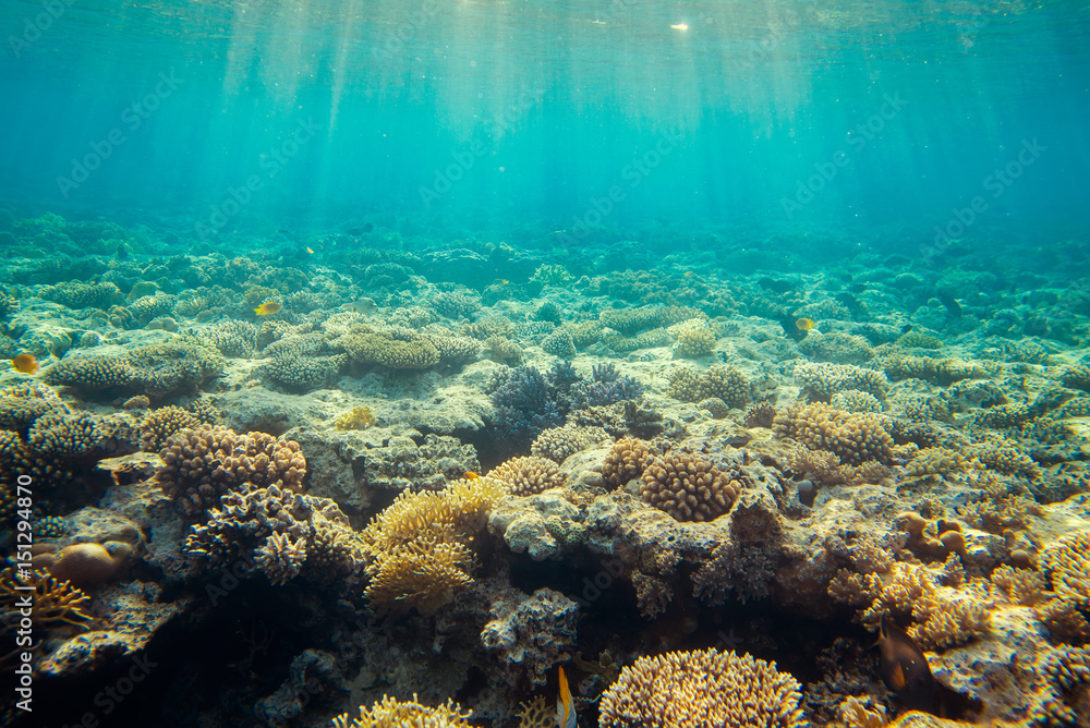 Fototapeta premium beautiful coral reef under water