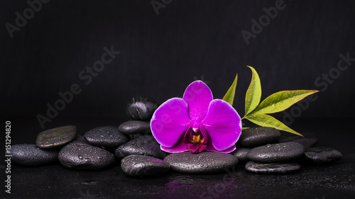 orchidea con sassi neri