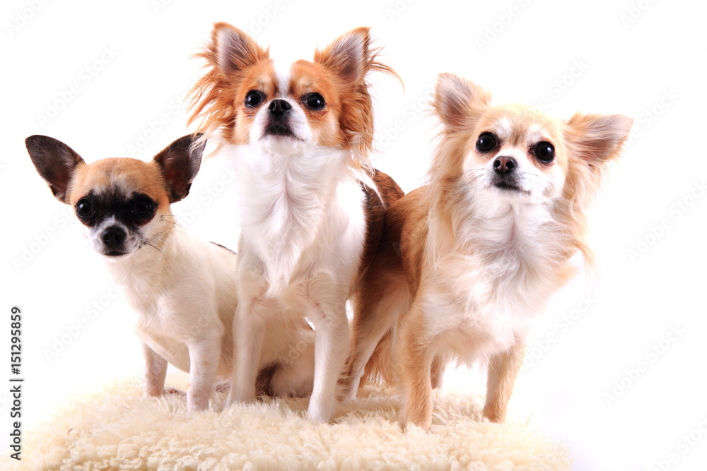 three chihuahua is resting