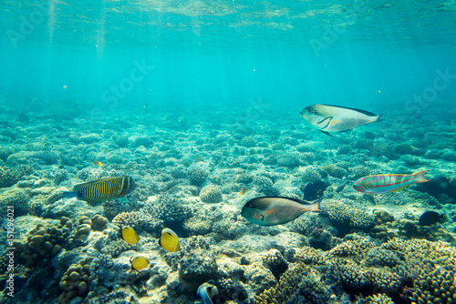 beautiful coral reef under water © badahos