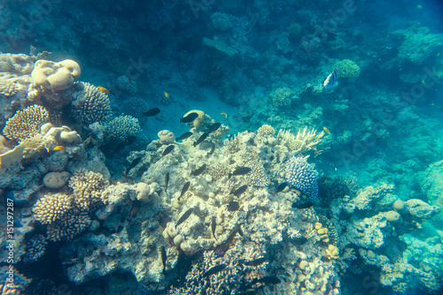 Fototapeta Naklejka Na Ścianę i Meble -  beautiful coral reef under water