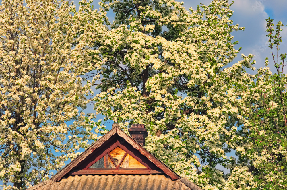 Spring flowers. Pear blossom in early spring, beautiful tree covered with white flowers Spring flowers. Pear blossom in early spring, beautiful tree covered with white flowers
