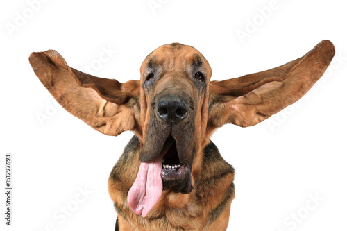 Fotografi Portrait of purebred Bloodhound dog