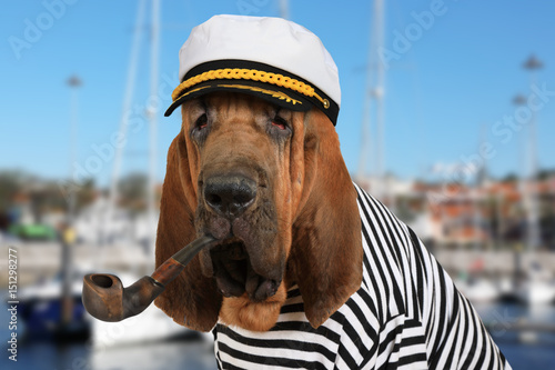 The skipper Bloodhound dog