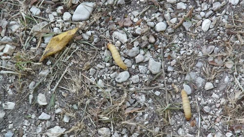 Fat insect larvae, larva of meal worm. Bait for fishing rod, worms for fishing hook, food for fish
