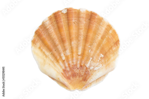 Shell on white canvas