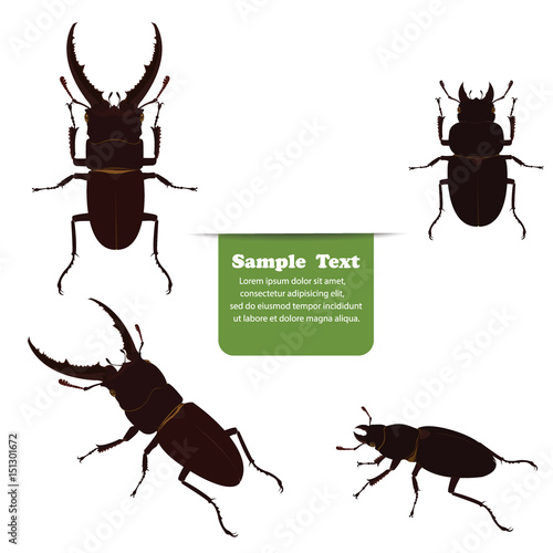 Stag beetle male and female. vector