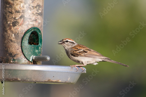 Sparrow on a Feeder