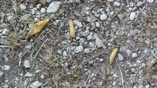 Fat insect larvae, larva of meal worm. Bait for fishing rod, worms for fishing hook, food for fish