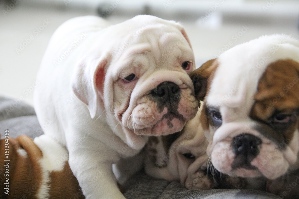 puppy of the English bulldog lies on white pillows on a sofa