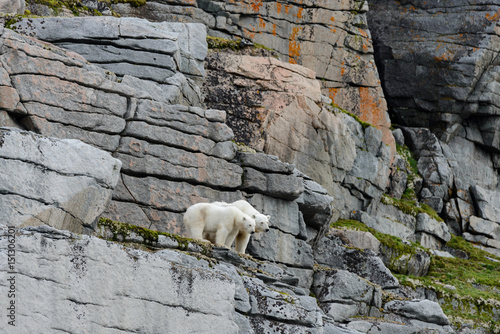 Polar bears on the rocks