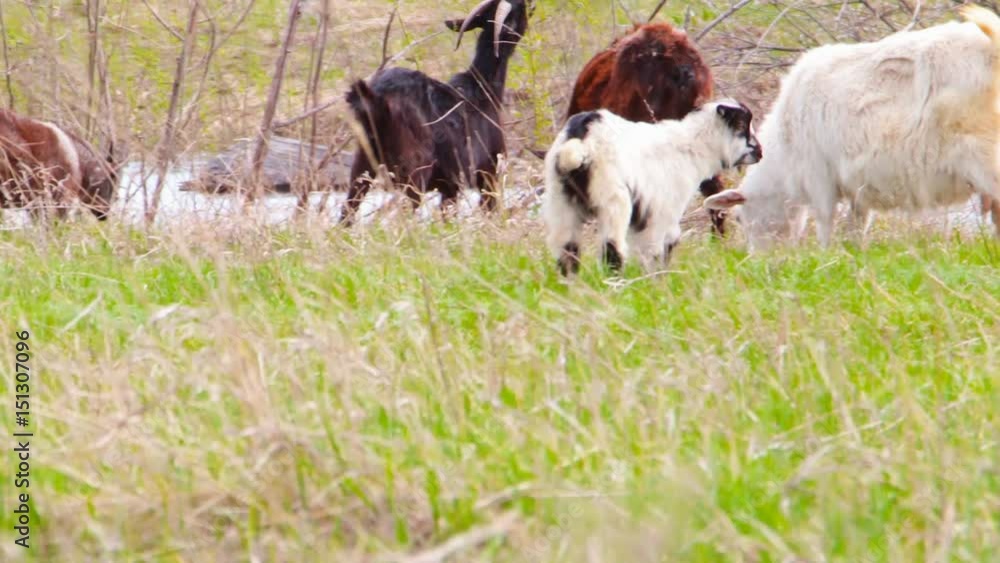 Young goatling are grazing in a meadow Young goatling are grazing in a meadow