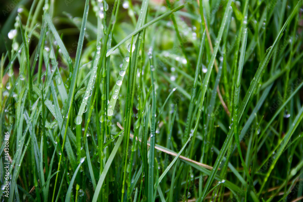 Dew drops on green grass. Green grass background Dew drops on green grass. Green grass background