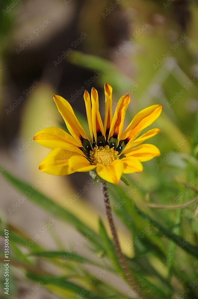 Yellow flower. Beautiful yellow flower on a blurred background . Yellow flower. Beautiful yellow flower on a blurred background .