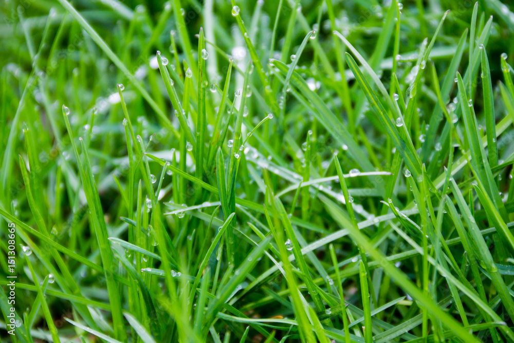 Dew drops on green grass. Green grass background