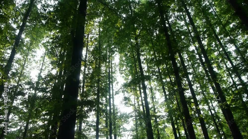 looking up the top of trees crown,forest,jungle,shade shadow. looking up the top of trees crown,forest,jungle,shade shadow.